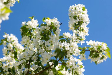 Kar beyazı elma çiçeği yakın plan ve bulanık arkaplan