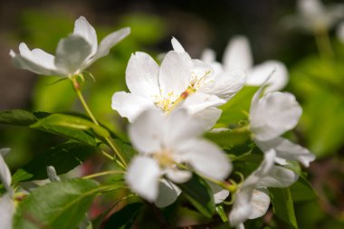Kar beyazı elma çiçeği yakın plan ve bulanık arkaplan