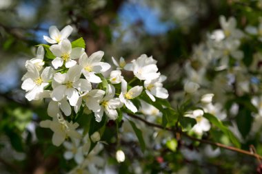 Kar beyazı elma çiçeği yakın plan ve bulanık arkaplan