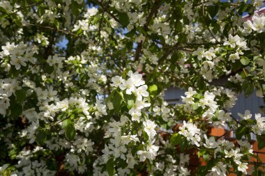 Kar beyazı elma çiçeği Bir Mayıs günü yakın plan
