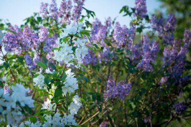 Kalın leylak çalıları mayıs ayı başlarında açar.