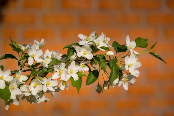 Snow White Apple Blossom Close Blurred Background Brick Wall Background — Stock Photo, Image