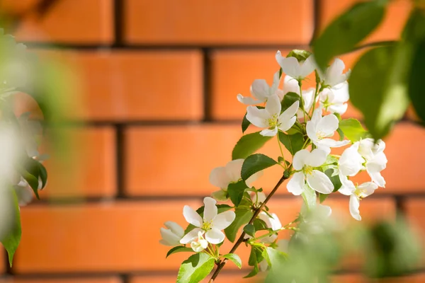 Snow White Apple Blossom Close Blurred Background Brick Wall Background — Stock Photo, Image