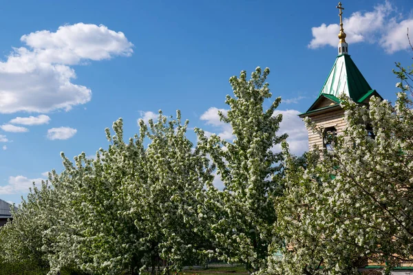 Huerto Manzanas Florece Junto Iglesia Ortodoxa Contra Cielo Azul —  Fotos de Stock