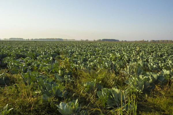 Herfst landschappen — Stockfoto