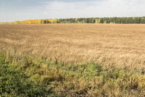 Autumn landscapes — Stock Photo, Image