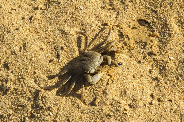 Cangrejo pequeño . — Foto de Stock