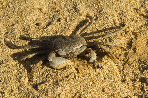 Cangrejo pequeño . — Foto de Stock