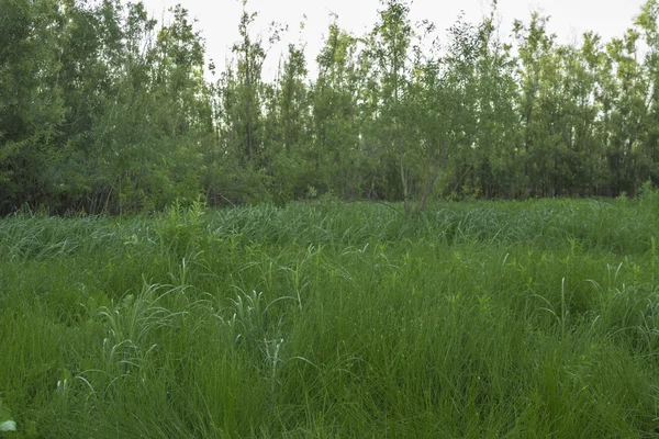 Paisaje verano — Foto de Stock