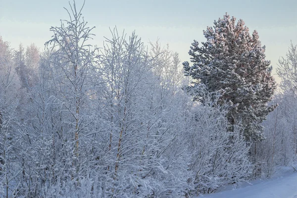 Winterlandschaft. — Stockfoto