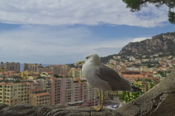 Principado de Monako.Monte Carlo . — Foto de Stock