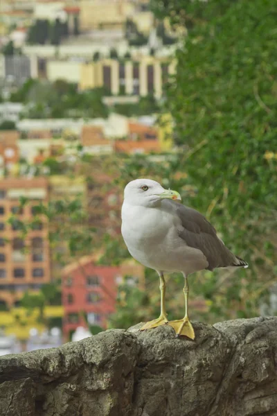 公国 Monako.Monte Carlo. — ストック写真