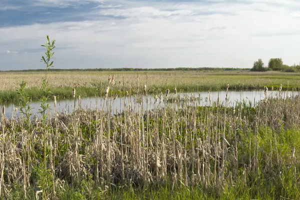 Våren flood. — Stockfoto