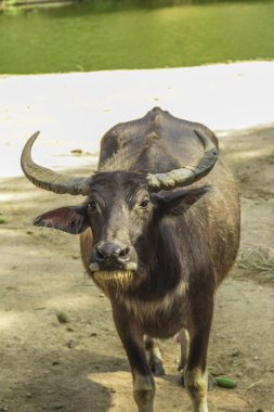 Tailand.Pattayya.Zoopark