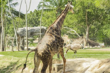 Tailand.Pattayya.Zoopark