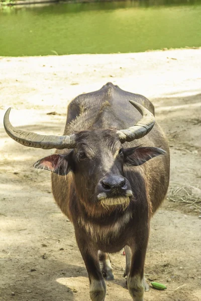 Tailand.Pattayya.Zoopark — Zdjęcie stockowe