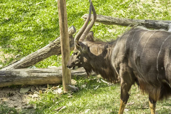 Tailand.Pattayya.Zoopark — Zdjęcie stockowe