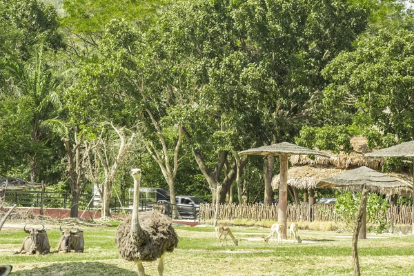 Tailand.Pattayya.Zoopark — Stok fotoğraf