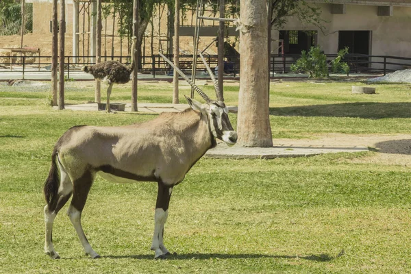 Tailand.Pattayya.Zoopark — Stock fotografie