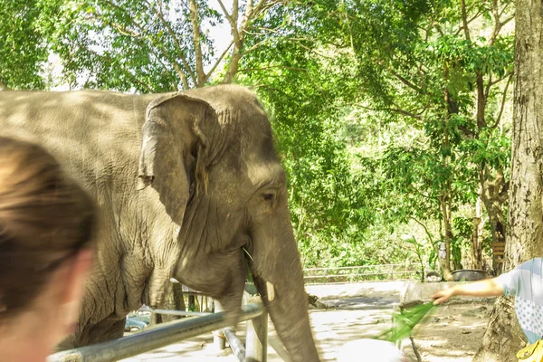 Tailand.Pattayya.Zoopark — Stock fotografie