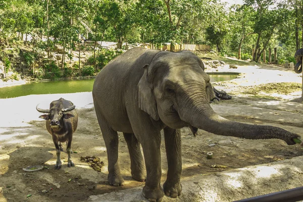 Tailand.Pattayya.Zoopark — Stock fotografie