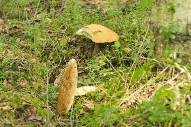 titrek kavak mantarı