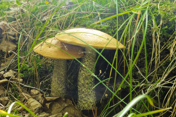 Mushrooms aspen — Stock Photo, Image