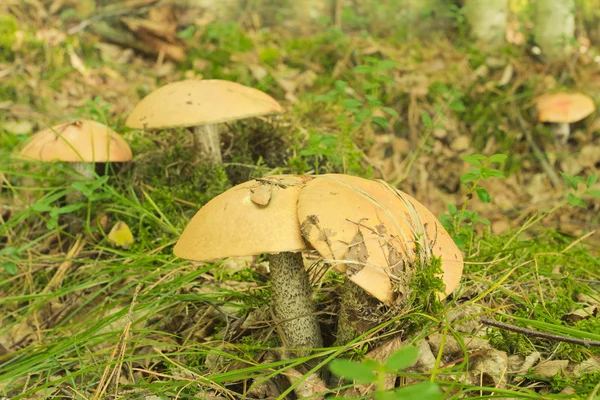Aspen de cogumelos — Fotografia de Stock