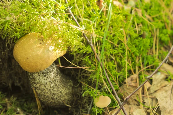 蘑菇白杨 — 图库照片