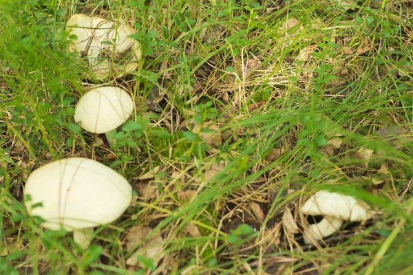 蘑菇白杨 — 图库照片