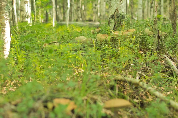 Champiñones aspen — Foto de Stock