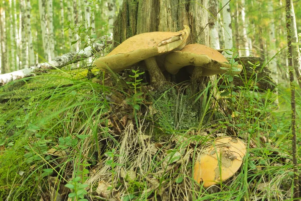 Aspen de cogumelos — Fotografia de Stock