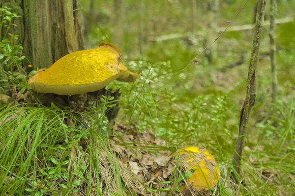 Aspen de cogumelos — Fotografia de Stock