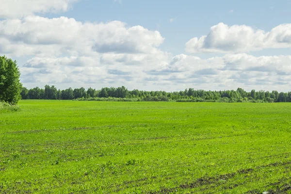 Sommarlandskap — Stockfoto