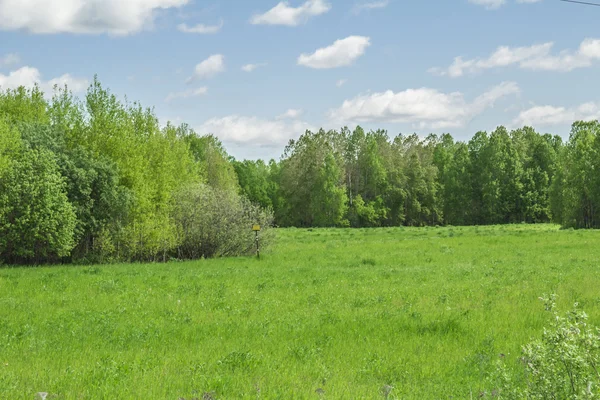 Summer landscape — Stock Photo, Image