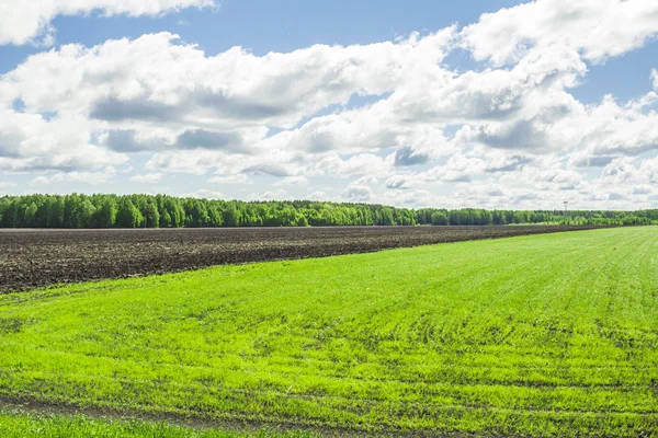 Summer landscape — Stock Photo, Image