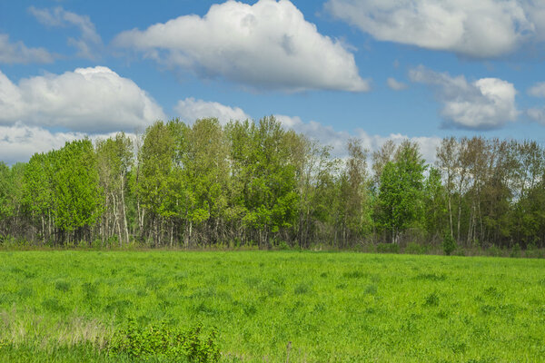 summer landscape