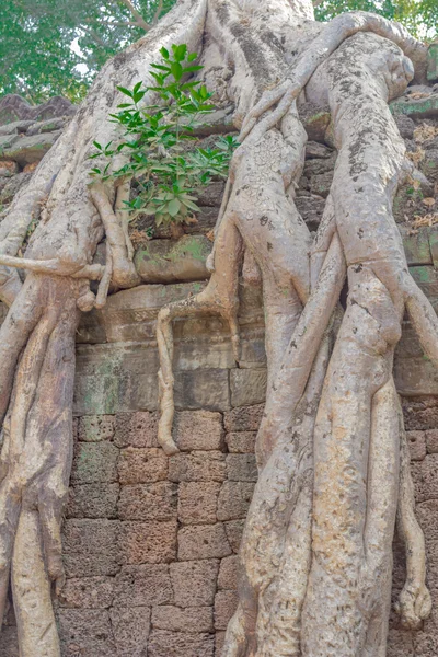 Park archeologiczny Angkor — Zdjęcie stockowe