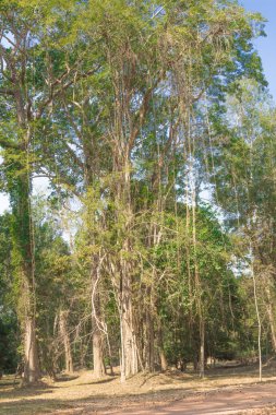 angkor arkeoloji parkı