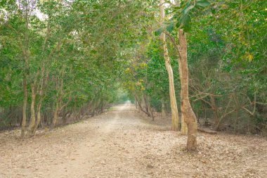 angkor arkeoloji parkı