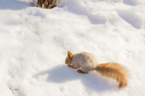 Rencontre dans les bois — Photo