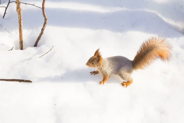 Rencontre dans les bois — Photo