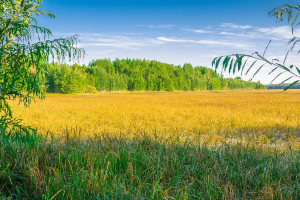 Efterårsskitser . - Stock-foto