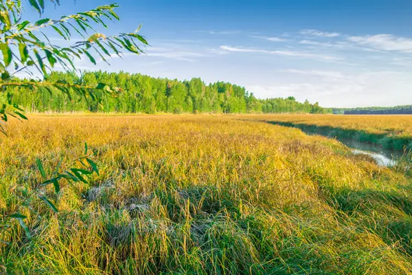 Efterårsskitser . - Stock-foto