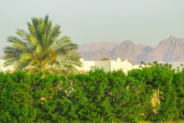 manzara