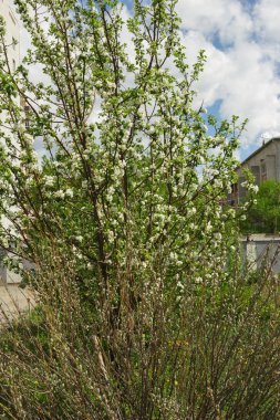 Egzotik çiçek ve bitki mısır