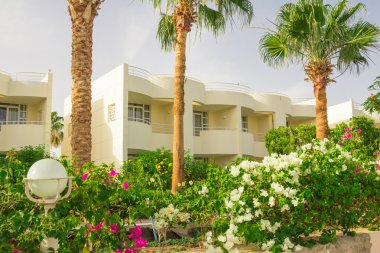 Egzotik çiçek ve bitki mısır