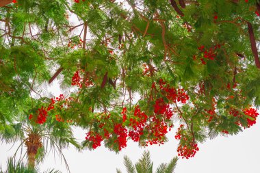 Egzotik çiçek ve bitki mısır