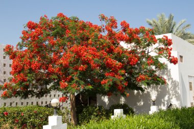 Egzotik çiçek ve bitki mısır