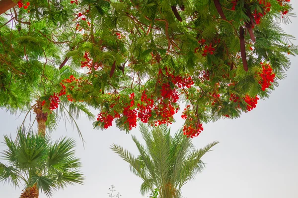 エキゾチックな花や植物のエジプト — ストック写真